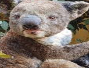 ऑस्ट्रेलिया: भूखे जानवरों को बचाने के लिए सरकार ने निकला नया रास्ता, आसमान से बरसाया जा रहे फल 4 Hello Uttarakhand News »