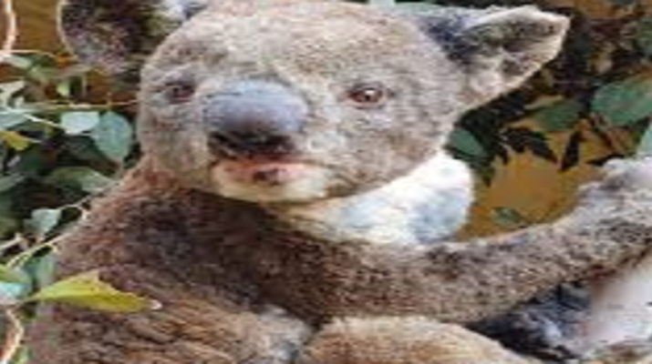 ऑस्ट्रेलिया: भूखे जानवरों को बचाने के लिए सरकार ने निकला नया रास्ता, आसमान से बरसाया जा रहे फल 3 Hello Uttarakhand News » Page 2 of 29