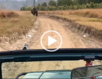 VIDEO: राजाजी टाइगर रिजर्व में हाथी ने पर्यटकों के दौड़ाया, वीडियो वायरल 3 Hello Uttarakhand News »