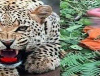 पौड़ी, हरिद्वार के बाद अब हल्द्वानी में गुलदार का आतंक, महिला को किया लहूलुहान 4 Hello Uttarakhand News »