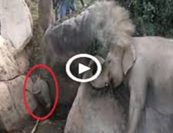 वन अधिकारियों ने चट्टानों के बीच फंसे हाथी के बछड़े को बचाया, एक ग्रामीण घायल 2 Hello Uttarakhand News »