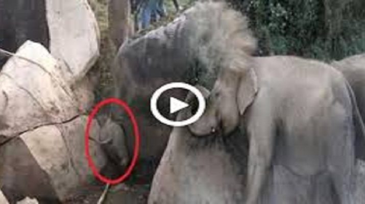 वन अधिकारियों ने चट्टानों के बीच फंसे हाथी के बछड़े को बचाया, एक ग्रामीण घायल 1 Hello Uttarakhand News »