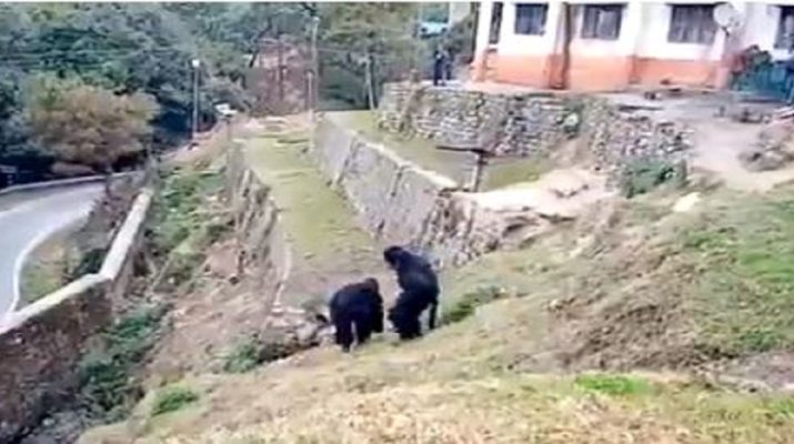 आइटीबीपी के जवानों ने भालू बनकर बंदरों को भगाया, देखें वीडियो 16 Hello Uttarakhand News » Page 5 of 351