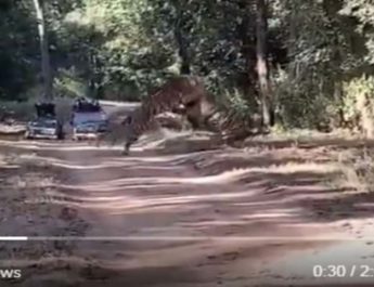 जंगल में भिड़े दो खूंखार बाघ, देखें रोमांचिक वीडियो 4 Hello Uttarakhand News »