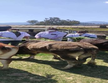 पशुपालन विभाग का सराहनीय काम, शहर के घूमते पशुओं को खिलाई जई व सूखी घास 4 Hello Uttarakhand News »