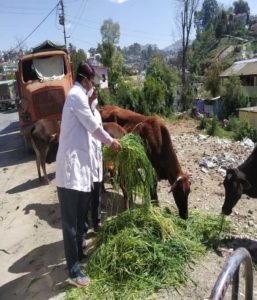 पशुपालन विभाग का सराहनीय काम, शहर के घूमते पशुओं को खिलाई जई व सूखी घास 3 Hello Uttarakhand News »