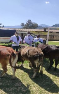 पशुपालन विभाग का सराहनीय काम, शहर के घूमते पशुओं को खिलाई जई व सूखी घास 2 Hello Uttarakhand News »