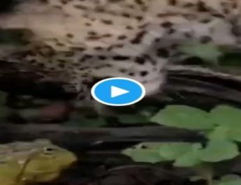 एक मेंढक और तेंदुए के बीच अविश्वसनीय लड़ाई, देखें कौन जीतता है 2 Hello Uttarakhand News »