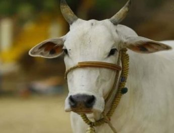 योगी कैबिनेट का गोवध पर संशोधित अध्यादेश जारी, अध्यादेश में 3-10 साल तक की जेल 3 Hello Uttarakhand News »