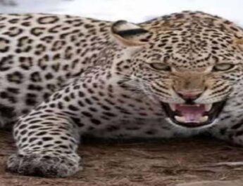 पिथौरागढ़ में गुलदार ने फिर एक महिला को बनाया अपना निवाला 4 Hello Uttarakhand News »