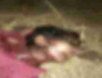 घर से महज 50 मीटर की दूरी पर महिला पर किया बाघ ने अचानक हमला, महिला की मौके पर ही मौत 3 Hello Uttarakhand News »