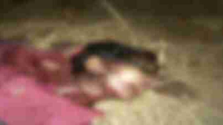 घर से महज 50 मीटर की दूरी पर महिला पर किया बाघ ने अचानक हमला, महिला की मौके पर ही मौत 1 Hello Uttarakhand News »