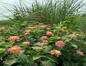 Uttarakhand: लैंटेना/कुरी को वन क्षेत्रों से हटाकर स्थानीय प्रजाति के घास तथा फलदार पौधों का रोपण कर जंगलों की गुणवत्ता में सुधार किया जाएगा - मुख्यमंत्री तीरथ सिंह रावत 4 Hello Uttarakhand News »