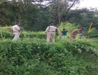 Pithoragarh: पिथौरागढ़ पुलिस द्वारा लगभग 03 नाली भूमि में अवैध रूप से की जा रही भांग की खेती को किया गया नष्ट 5 Hello Uttarakhand News »