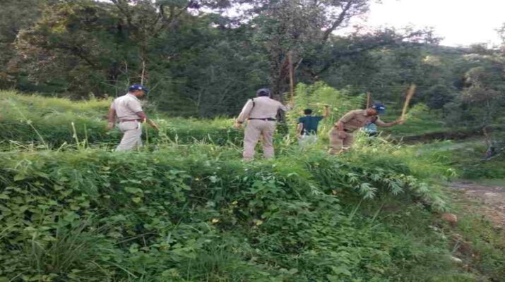 Pithoragarh: पिथौरागढ़ पुलिस द्वारा लगभग 03 नाली भूमि में अवैध रूप से की जा रही भांग की खेती को किया गया नष्ट 15 Pithoragarh: पिथौरागढ़ पुलिस द्वारा लगभग 03 नाली भूमि में अवैध रूप से की जा रही भांग की खेती को किया गया नष्ट 15 Hello Uttarakhand News »