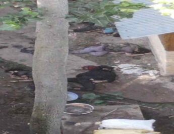 4 Terrorists Neutralised, 2 Army Personnel got martyred in Kulgam district of Anantnag in two ongoing Operations in Kashmir 2 Hello Uttarakhand News »